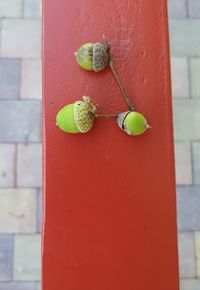 Close-up of fruits against wall