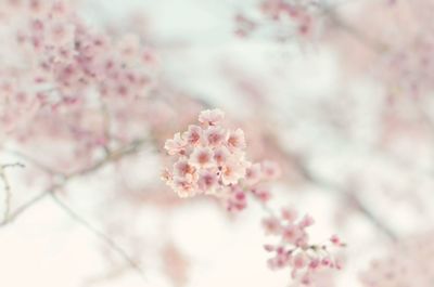 Close-up of pink cherry blossom