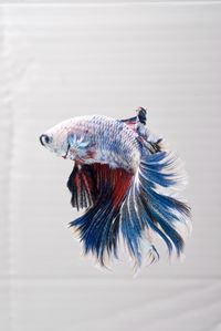 Close-up of dead fish against white background
