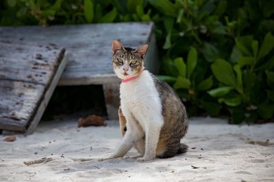 Portrait of a cat sitting on land