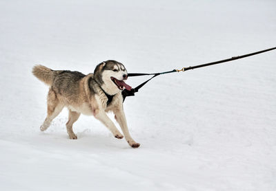 Running husky dog on sled dog racing. winter dog sport sled team competition. siberian husky dog