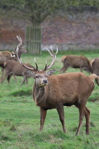 Stag deer standing on field