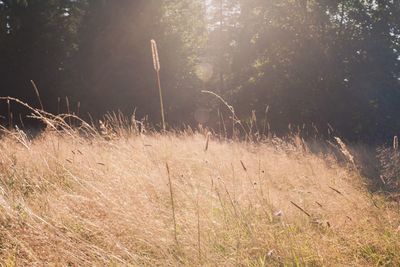 Scenic view of grass and field