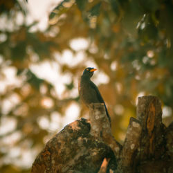 Bird perching on a tree