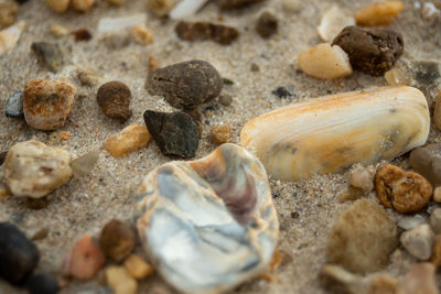 High angle view of shells on beach