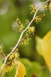 Close-up of hamamelis on plant