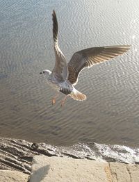 Close-up of seagull in water