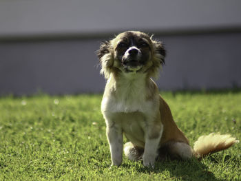 Portrait of dog sitting on field