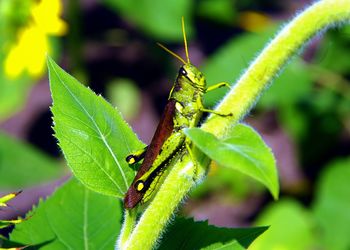 Close-up of grasshopper on plant