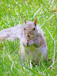 Close-up of squirrel on rock