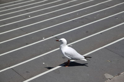 Close-up of seagull perching on wall