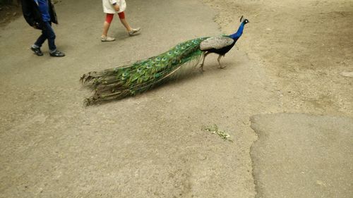 Low section of man and woman walking by peacock on field