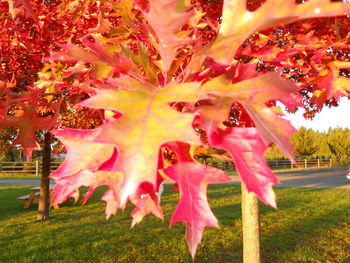 Pink flowers on tree