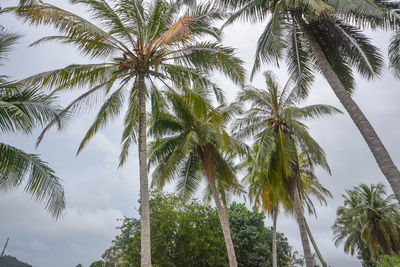 Low angle view of palm trees against sky