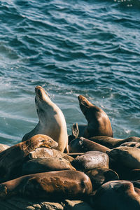 High angle view of sea lion