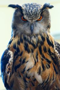 Close-up portrait of owl