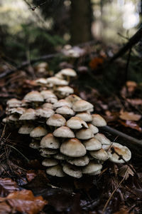 Close-up of mushrooms growing on field