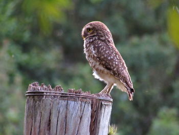 Close-up of owl perching on wooden post