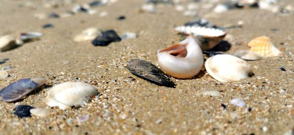 Close-up of shells on sand