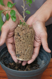 Asian bonsai