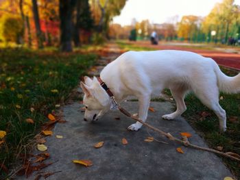 Dog detective