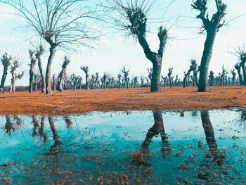 Reflection of bare trees in water