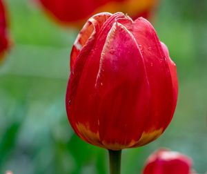 Close-up of red tulip