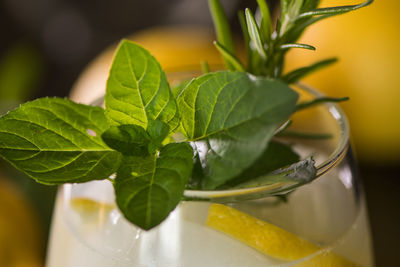 Close-up of green fruits on glass