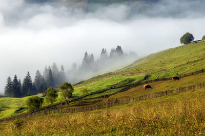 Scenic view of trees on field against sky