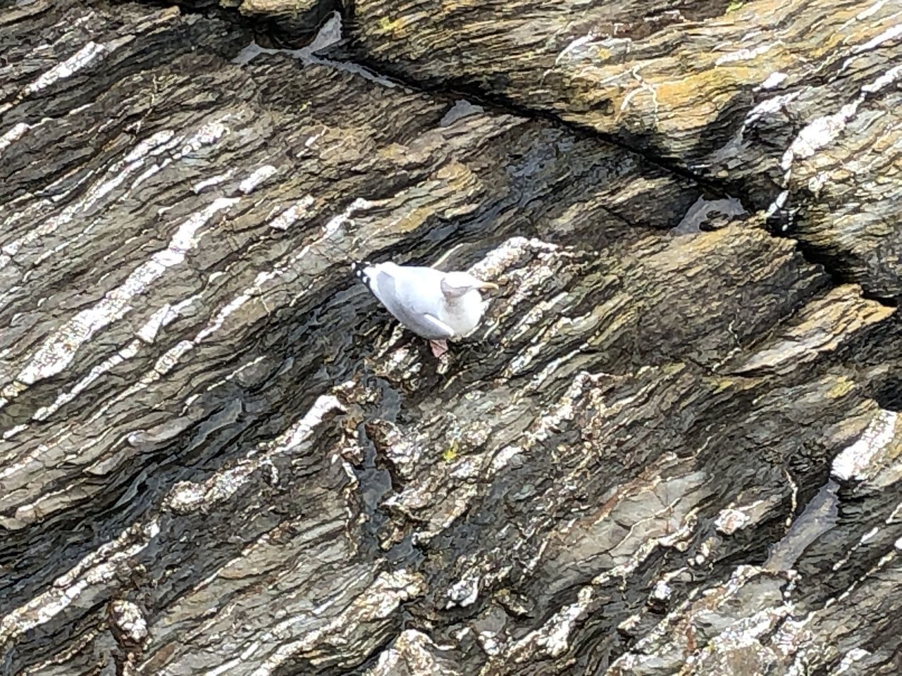 HIGH ANGLE VIEW OF WHITE DUCK ON ROCK