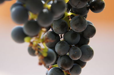 Close-up of grapes outdoors