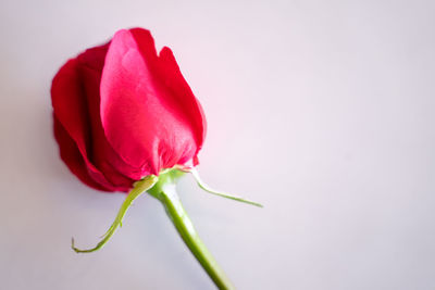 Close-up of red rose against white background