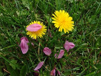 High angle view of fresh yellow flower in field