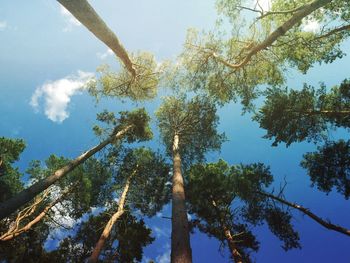 Low angle view of tree