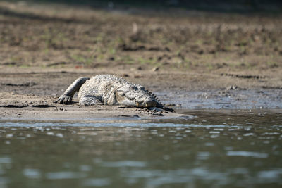 Crocodile in lake