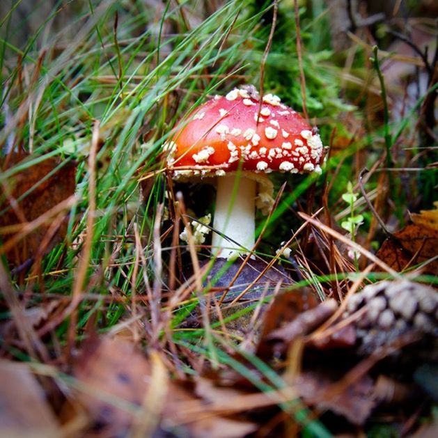 growth, mushroom, grass, fly agaric mushroom, field, nature, day, outdoors, close-up, no people, beauty in nature