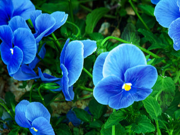 Close-up of blue flowering plant