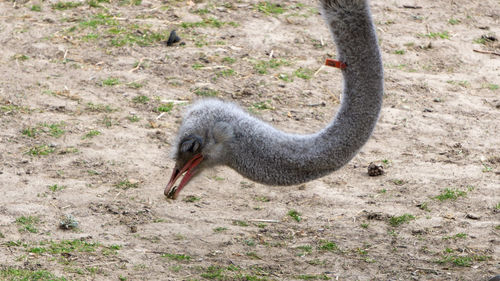 Side view of a bird on land