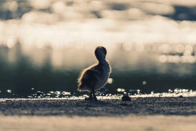 Close-up of young goose 