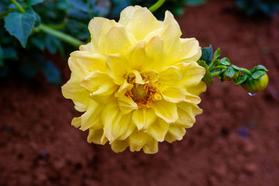 Close-up of yellow flowering plant