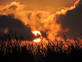 Silhouette plants on field against sky during sunset