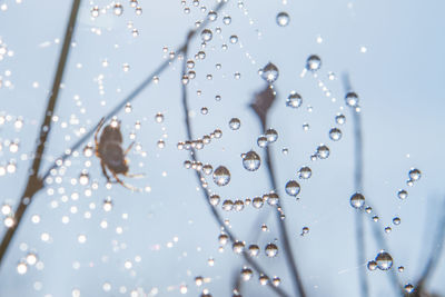 Close-up of water drops on spider web