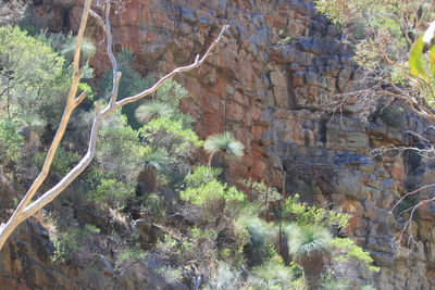 Plants growing on cliff