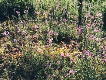 Pink flowers in garden