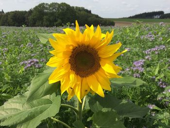 Close-up of sunflower on field