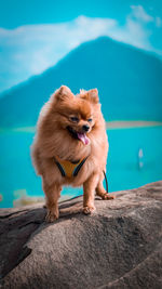 View of a dog on rock