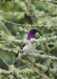 Lilac starling perching on tree