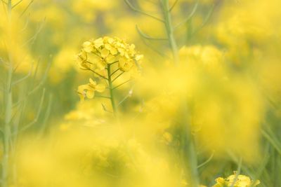 Close-up of yellow flowering plant on field