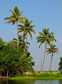 Palm trees on beach against sky