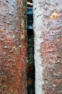 Full frame shot of tree trunk